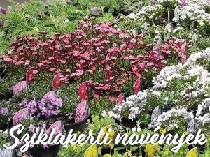 Pille kertészet kft.