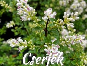 Pille kertészet kft.