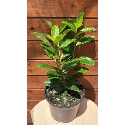   Babérmeggy "Novita" / Prunus laurocerasus "Novita"