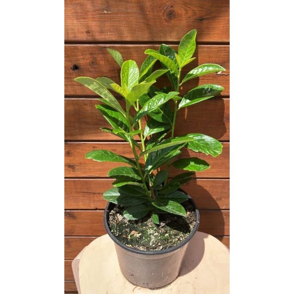Babérmeggy "Novita" / Prunus laurocerasus "Novita"