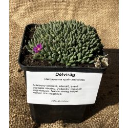 Kristályvirág / Delosperma sphalmanthoides