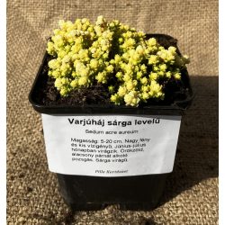Sárga levelű varjúháj - Sedum acre 'Aureum' 