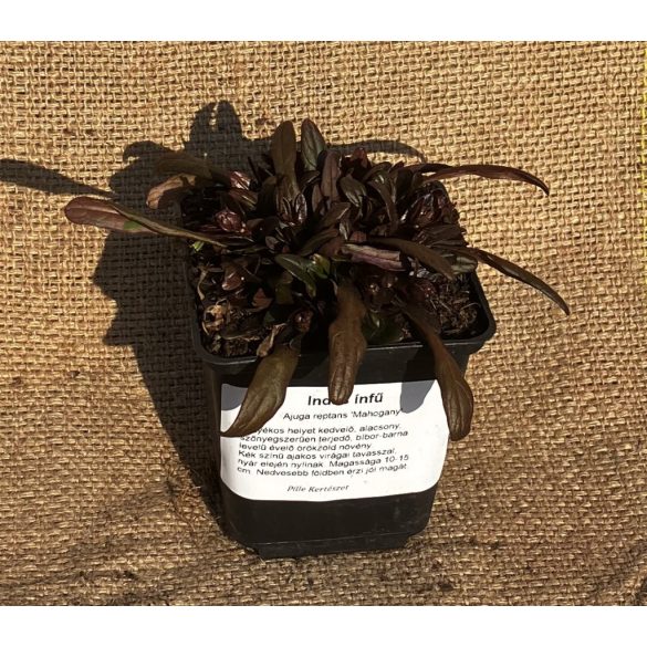 Indás ínfű, mélybarna levelű, - Ajuga reptans mini Mahogany