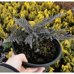   Kék terülő henyeboróka / Juniperus horizontalis "Blue Chip"