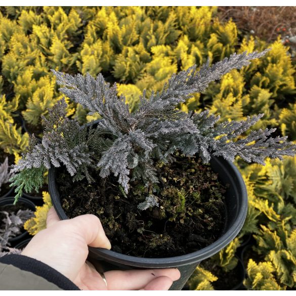 Kék terülő henyeboróka / Juniperus horizontalis "Blue Chip"