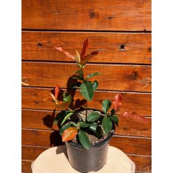 Korallberkenye / Photinia "Red robin"
