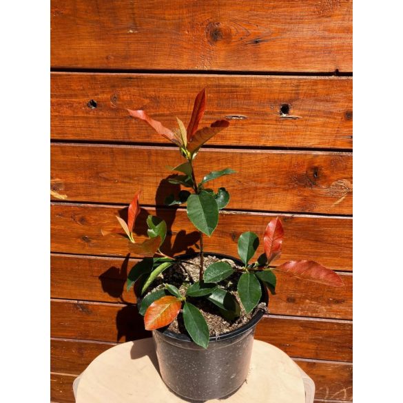 Korallberkenye / Photinia "Red robin"