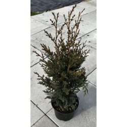 Leylandi ciprus / Cupressocyparis leylandii 