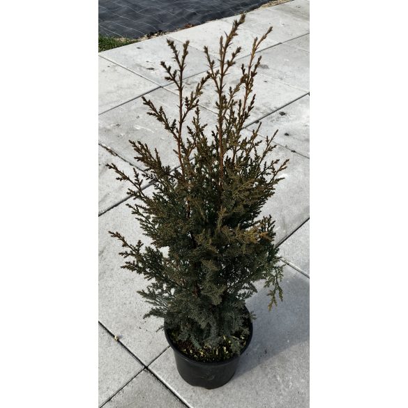 Leylandi ciprus / Cupressocyparis leylandii 