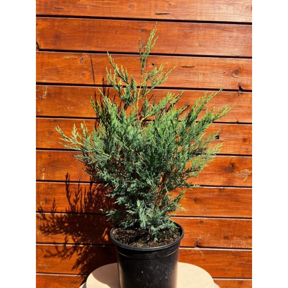 Leylandi ciprus „Oger” / „Cupressocyparis leylandii”