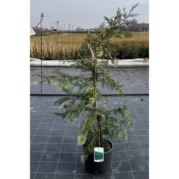 Leylandii 2001 oszlopos / Cupressocyparis leylandii 2001