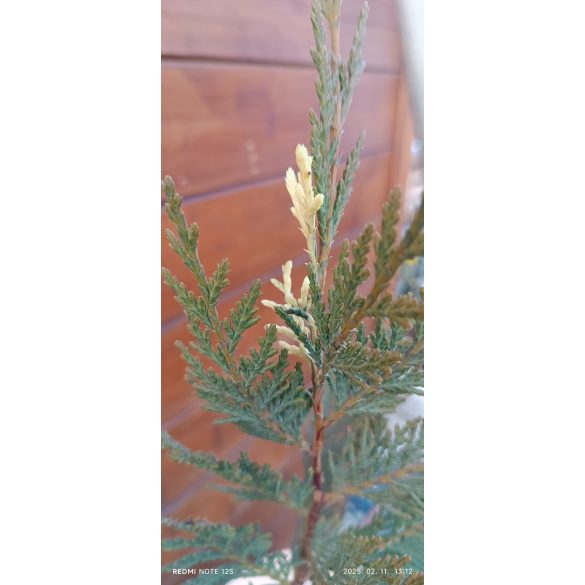 Tarka leylandii ciprus / Cupressocyparis x leylandii Variegata