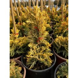   Leylandii ciprus sárga / Cupressocyparis leylandii gold rider