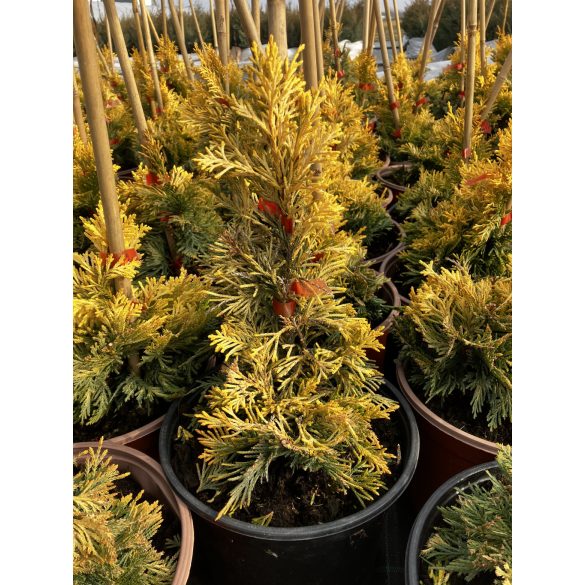 Leylandii ciprus sárga / Cupressocyparis leylandii gold rider