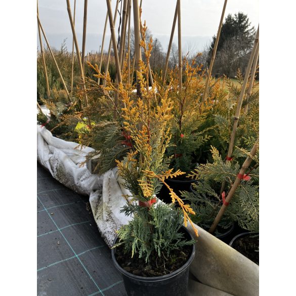Sárga színű leyland ciprus / Cupressocyparis leylandii "Castlewellan Gold"