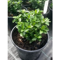   Japán kecskerágó / Euonymus japonicus "Green Spire"