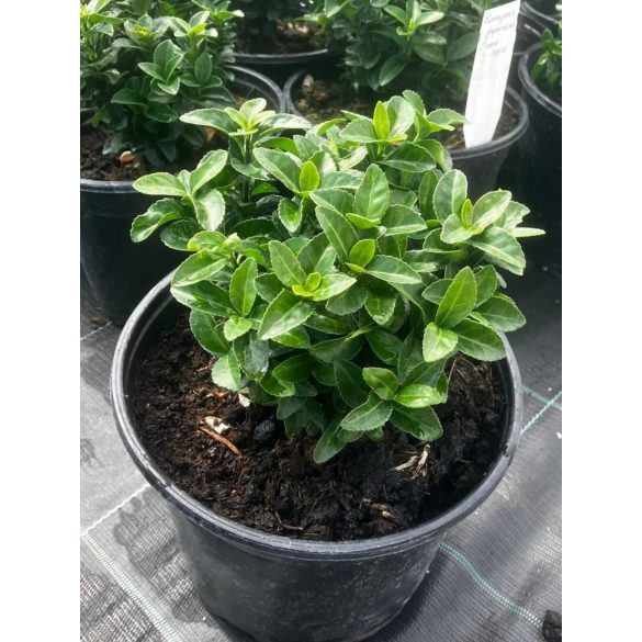 Japán kecskerágó / Euonymus japonicus "Green Spire"