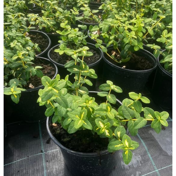 Zöld levelű kúszó kecskerágó / Euonymus fortunei "Coloratus" 