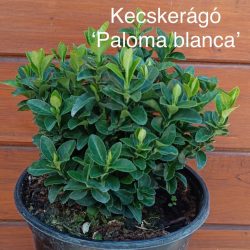   Japán kecskerágó / Euonymus japonicus "Paloma Blanca"