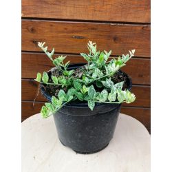   Kúszó kecskerágó / Euonymus fortunei "Harlequin"
