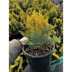   Arany oregoni hamisciprus / Chamaecyparis lawsoniana Stardust