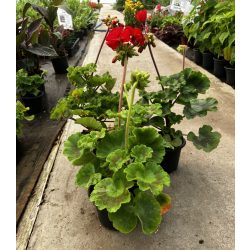 Álló muskátli 9cm-es cserépméretben!