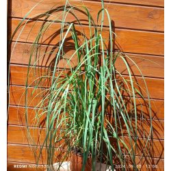 Pampafű / Cortaderia selloana