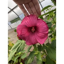 Mocsári hibiszkusz