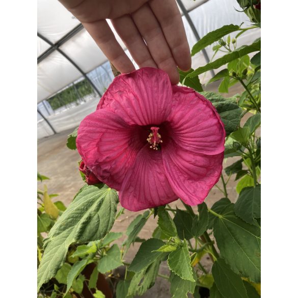 Mocsári hibiszkusz