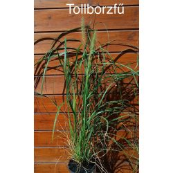 Tollborzfű / Pennisetum alopecuorides