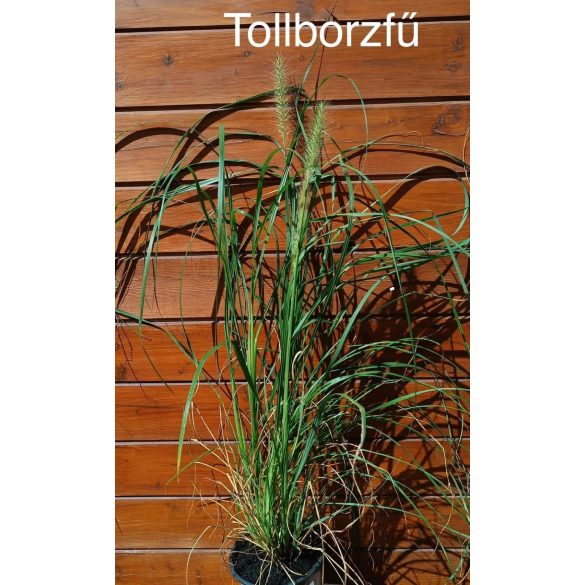 Tollborzfű / Pennisetum alopecuorides
