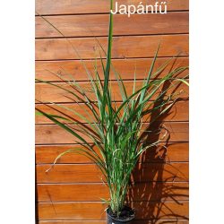 Japánfű / Mischantus sinensis