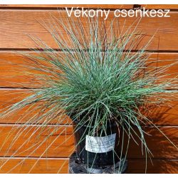 Vékony csenkesz / Festuca valesiaca glaucantha