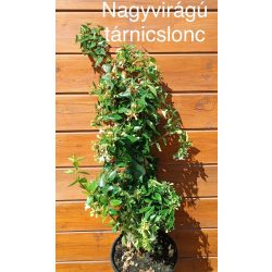 Tárnicslonc / Abelia