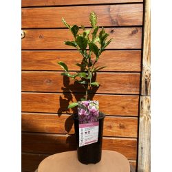 Liliomfa / Magnolia