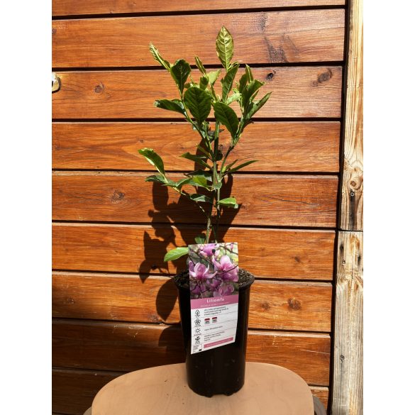 Liliomfa / Magnolia