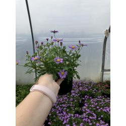 Ausztrál százszorszép 12cm-es cserépben