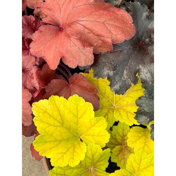 Évelő Tűzeső / Tűzgyöngyvirág / Heuchera