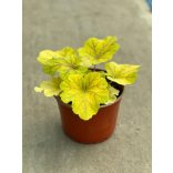 Évelő Tűzeső / Tűzgyöngyvirág / Heuchera