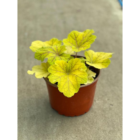 Évelő Tűzeső / Tűzgyöngyvirág / Heuchera