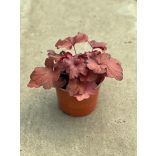 Évelő Tűzeső / Tűzgyöngyvirág / Heuchera