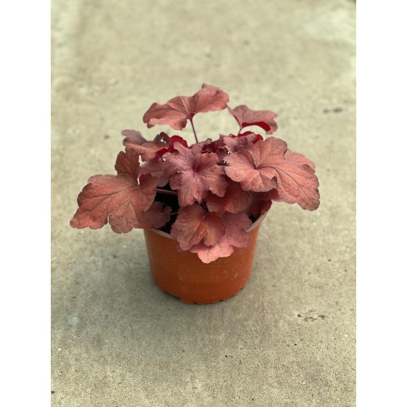 Évelő Tűzeső / Tűzgyöngyvirág / Heuchera