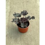 Évelő Tűzeső / Tűzgyöngyvirág / Heuchera