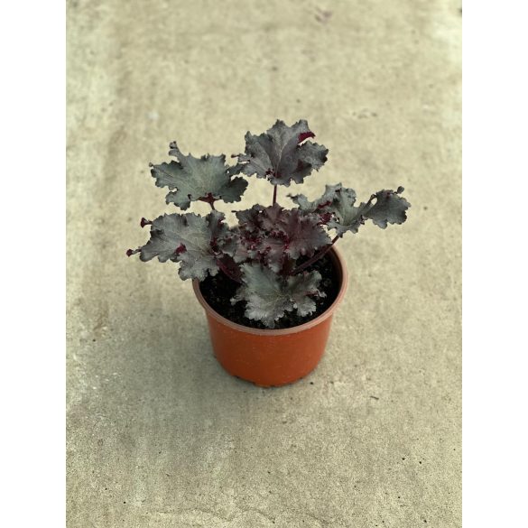 Évelő Tűzeső / Tűzgyöngyvirág / Heuchera