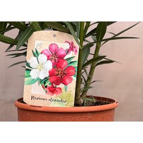 Pálmák és Leanderek