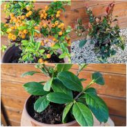 Egyéb örökzöldek